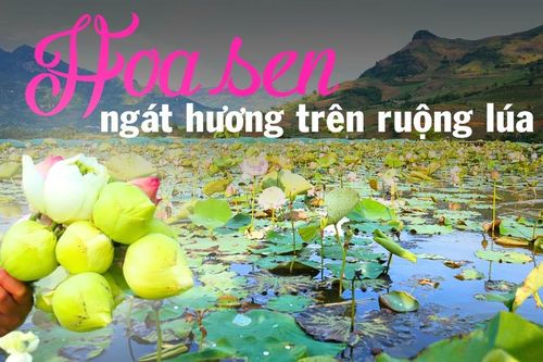 Hoa sen ngát hương trên ruộng lúa
