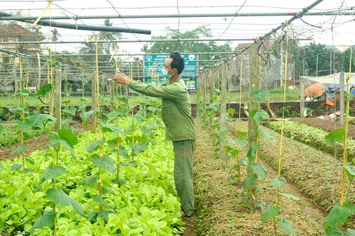 Phát triển hợp tác xã gắn với tái cơ cấu nông nghiệp