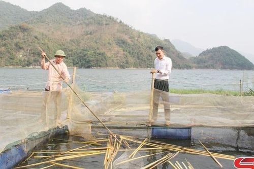 Nghề nuôi cá lồng ở Song Khủa