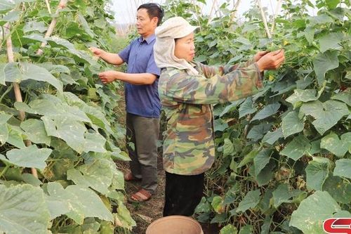 Mở rộng vùng chuyên canh rau theo hướng an toàn
