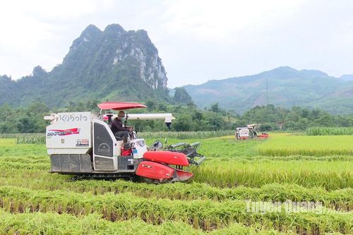 Khẩn trương thu hoạch cây trồng vụ xuân