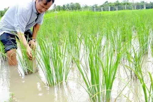 Kiên Giang: Tư Việt - Nhà khoa học của nhà nông