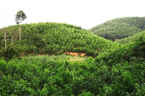 Phú Yên: Triển khai Đề án phát triển giá trị đa dụng của hệ sinh thái rừng đến năm 2030