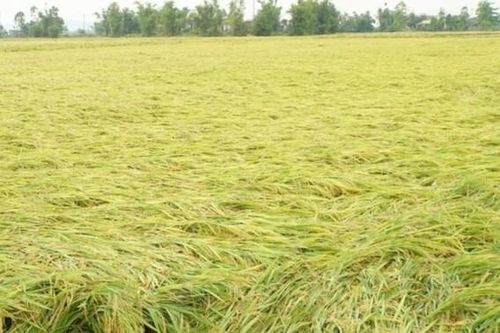 Thủy Nguyên - Hải Phòng: Khẩn trương khắc phục thiệt hại về trồng trọt sau đợt mưa lớn
