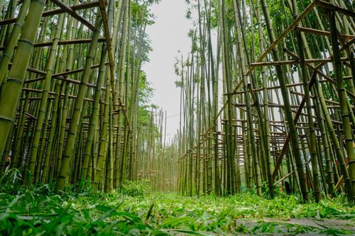 Lạc vào 'rừng trúc' giữa lòng Hà Nội