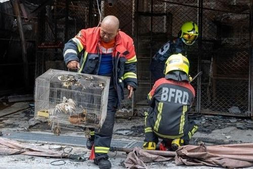 Hỏa hoạn dữ dội tại chợ thú cưng Thái Lan, hàng nghìn động vật chết cháy