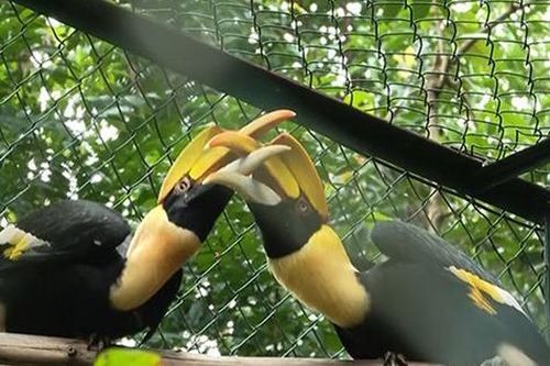 Nhiều động vật quý hiếm, nguy cấp được cứu hộ và trả về tán rừng Trường Sơn