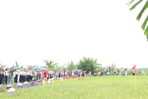 Hải Dương: Độc đáo Lễ hội lúa rươi hữu cơ Tứ Kỳ năm 2024