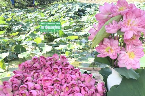 Nhân rộng những vùng sen Hà Nội