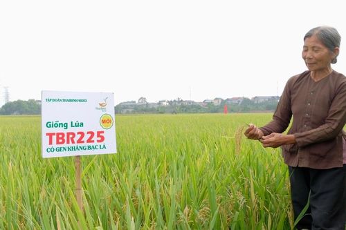 Hà Nội tìm cách 'phổ cập' giống lúa chất lượng cao