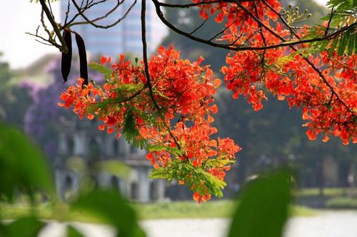 Vì sao nên đến Hà Nội vào mùa Hè?
