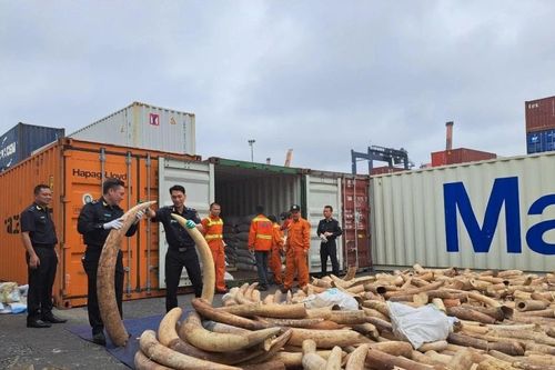 Hải quan Việt Nam hợp tác 25 tổ chức triển khai Chiến dịch con rồng Mê Công 6
