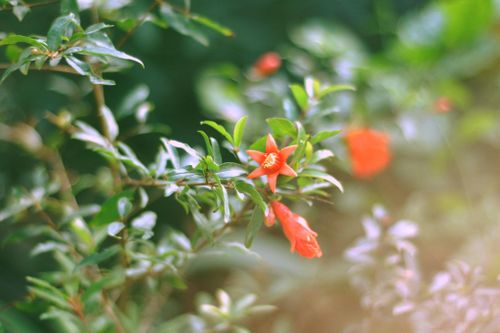 Thơ nhàn của Nguyễn Trãi trong Quốc âm thi tập