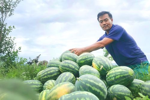 Người dân Nghệ An phấn khởi ra đồng thu hoạch dưa hấu