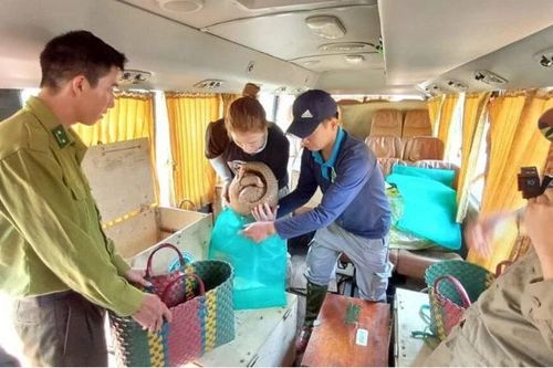 Tái thả thành công 21 cá thể động vật hoang dã quý hiếm về tự nhiên