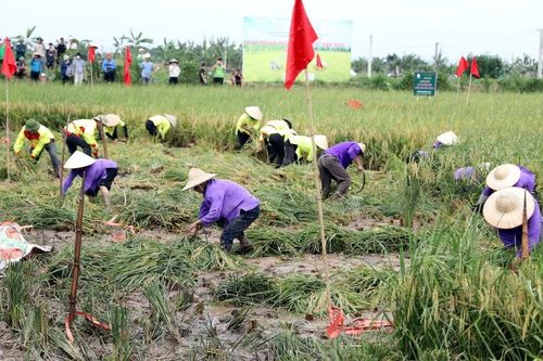 Hải Dương: Quảng bá, tôn vinh giá trị sản phẩm lúa-rươi hữu cơ