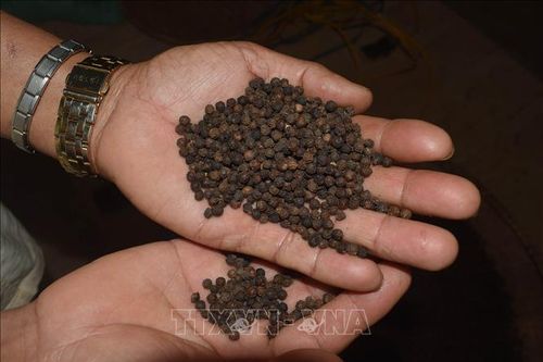 Giá tăng cao, người trồng thêm động lực chăm sóc vườn tiêu