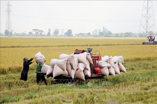Lúa Hè Thu được giá