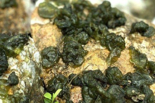 'Lộc trời' mọc trên đá xưa ít người biết nay thành đặc sản, 100.000 đồng/kg