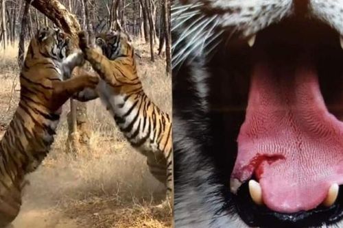 Clip: Trận so tài tranh chấp lãnh thổ kịch tính đến nghẹt thở giữa hai con hổ Bengal quý hiếm