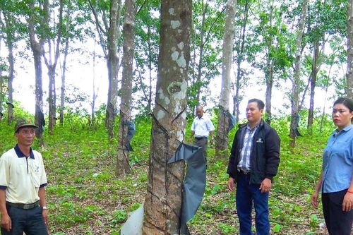 Lão nông Jrai thu tiền tỷ từ trồng trọt