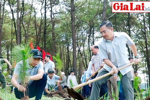 Pleiku trồng 830 cây thông hưởng ứng 'Tết trồng cây'
