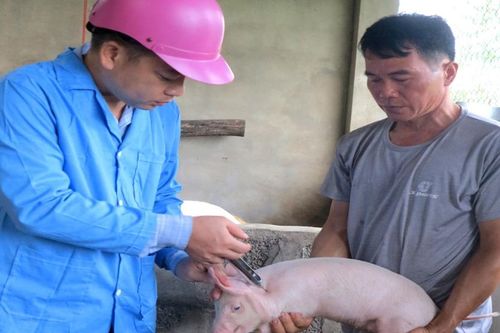 Phòng, chống bệnh dịch tả lợn châu Phi: Tiêm phòng là biện pháp hữu hiệu