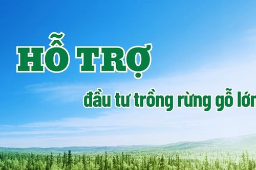 Hỗ trợ đầu tư trồng rừng gỗ lớn từ tháng 7/2024