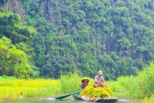 Về cố đô xem người dân chèo thuyền gặt lúa