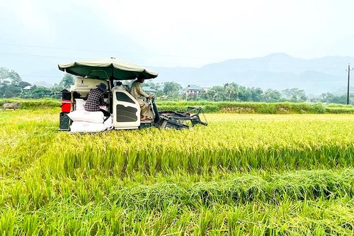 Chủ động để vụ Mùa thắng lợi