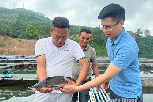 Người mang cá tầm lên núi