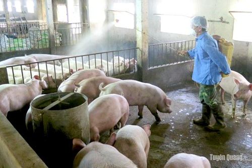 Dịch tả lợn châu Phi tái phát ở Lâm Bình, Na Hang, Chiêm Hóa, Hàm Yên