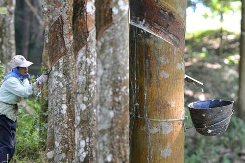 Cao su Phước Hòa (PHR) đặt mục tiêu lãi năm nay giảm gần một nửa
