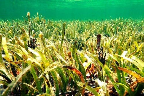 Thảm cỏ biển có khả năng lưu trữ carbon lớn cỡ nào?