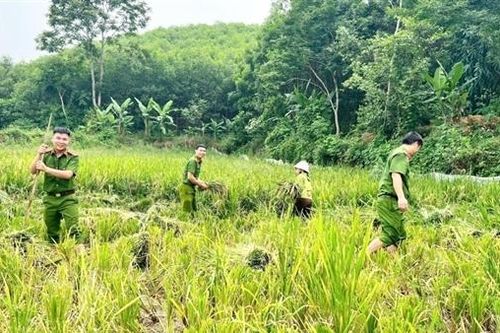 Công an xã giúp người dân thu hoạch lúa, đối phó với mưa lũ
