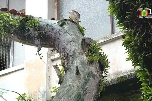 Hai cây sưa đỏ chết khô trên phố Thuốc Bắc