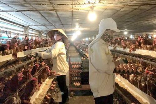 Tăng miễn dịch chủ động cho đàn vật nuôi