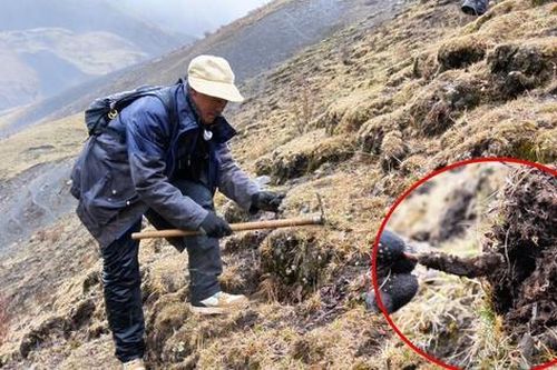Lên núi đào khoai, lão nông vớ được mớ 'bùi nhùi', hóa ra là 1 loại kho báu đắt giá hơn vàng