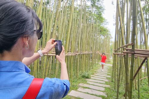 Rừng trúc thu nhỏ nằm giữa lòng Hà Nội