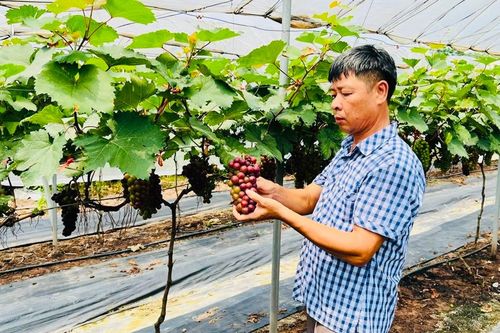 Thường Tín phát triển nông nghiệp xanh