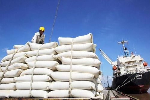 Giá gạo xuất khẩu tăng 20,5%