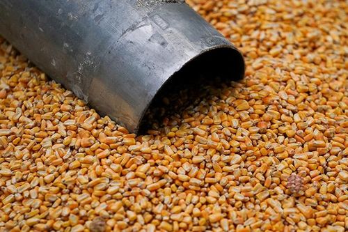 Lo ngại về nguồn cung hỗ trợ giá ngô