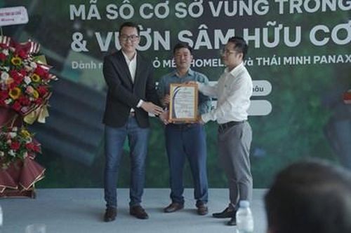 Vườn Sâm Lai Châu của Thái Minh trở thành đơn vị đầu tiên được cấp chứng nhận đạt tiêu chuẩn hữu cơ