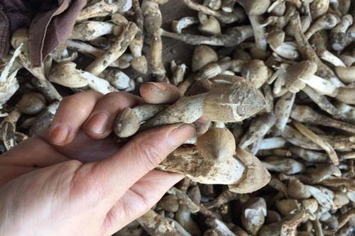 Đặc sản 'lộc trời' cực đắt đỏ, chỉ xuất hiện vào mùa mưa