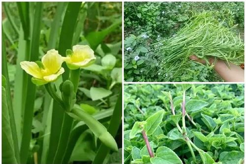Bất ngờ những loại rau dân dã nay 'cháy hàng' khắp phố