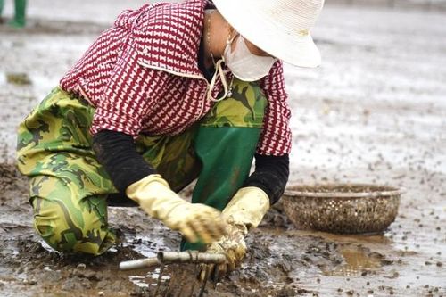 Cào ngao trên đảo Nẹ: Mồ hôi rơi vùng biển mặn