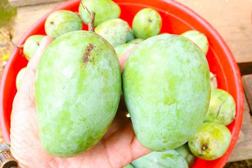 Xoài Tương Dương được mùa, được giá