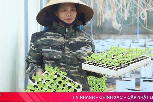 Nông dân Lộc Hà xuống giống dưa lưới ứng dụng công nghệ cao