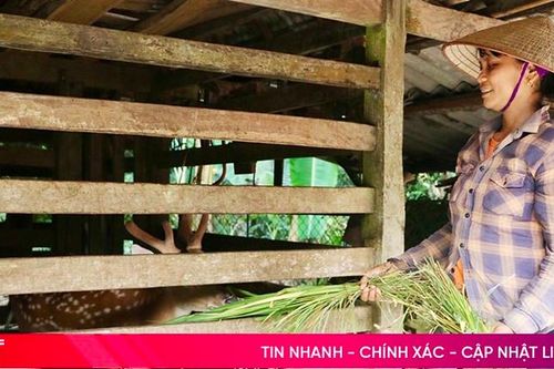 Nông dân Hà Tĩnh chủ động 'chống nóng' cho vật nuôi