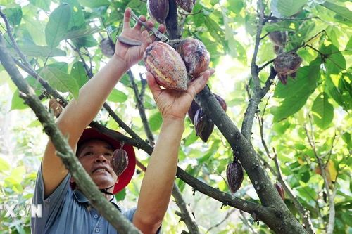 Đắk Lắk phát huy mọi điều kiện lý tưởng để phát triển cây cacao